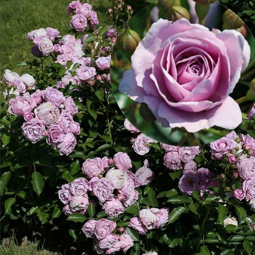 Rosa 'Nautica' - Roos 'Nautica' C4/4L
